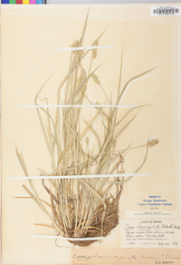 Carex laevivaginata image