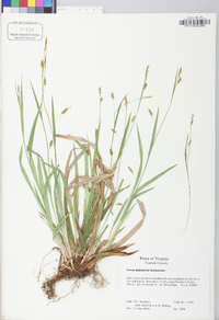 Carex laxiculmis image