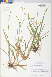 Carex laxiculmis image