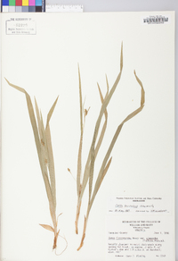 Carex laxiculmis image