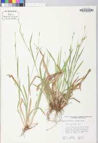 Carex laxiculmis image