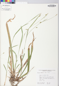 Carex laxiculmis image