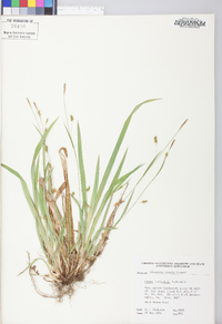 Carex laxiculmis image