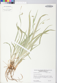 Carex laxiculmis image