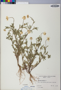 Anthemis arvensis image