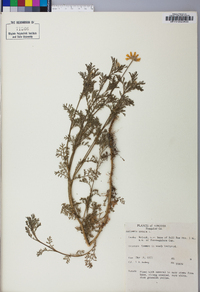 Anthemis cotula image