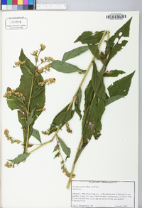 Solidago patula image