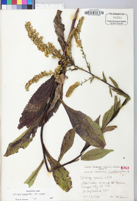 Solidago patula image