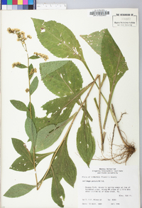 Solidago patula image