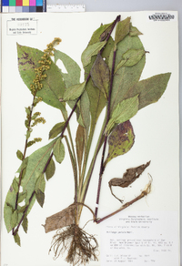 Solidago patula image