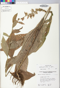 Solidago patula image