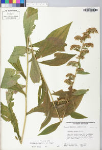 Solidago patula image