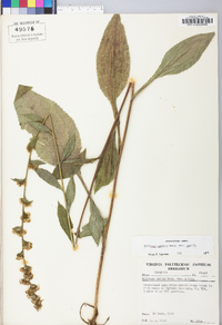 Solidago patula image