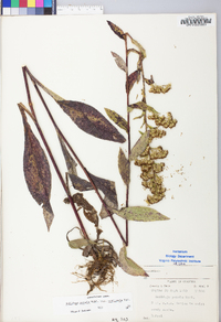 Solidago patula image