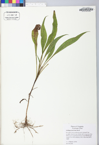 Solidago pinetorum image