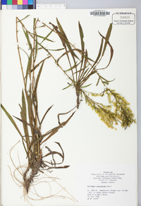 Solidago pinetorum image