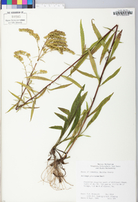 Solidago pinetorum image