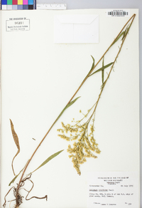 Solidago pinetorum image