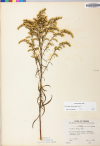 Solidago pinetorum image