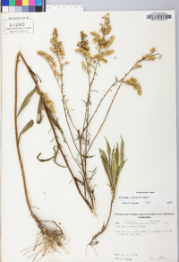 Solidago pinetorum image