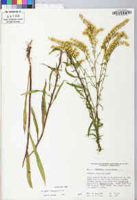 Solidago pinetorum image