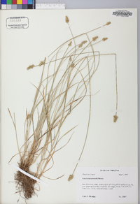 Carex leavenworthii image