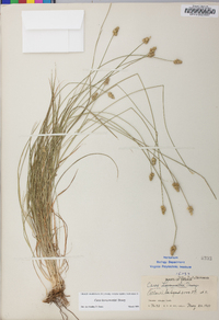 Carex leavenworthii image