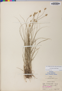 Carex leavenworthii image