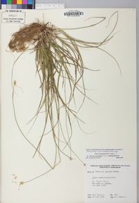 Carex leavenworthii image