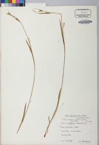 Carex leptonervia image