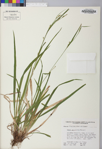 Carex leptonervia image