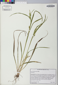 Carex lonchocarpa image