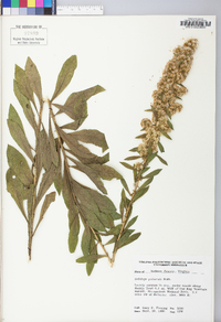 Solidago puberula image