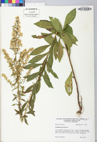 Solidago puberula image