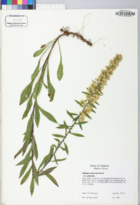 Solidago puberula image