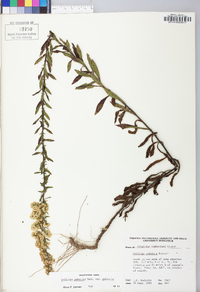 Solidago puberula image