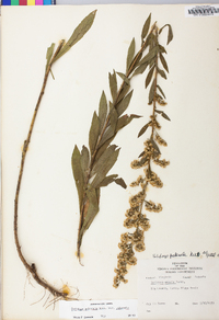 Solidago puberula image