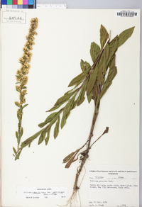 Solidago puberula image