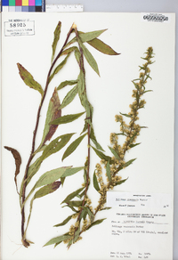 Solidago roanensis image