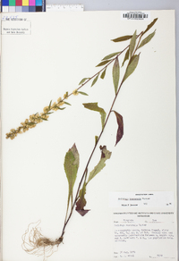 Solidago roanensis image