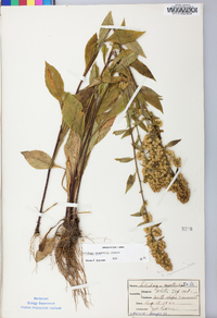 Solidago roanensis image