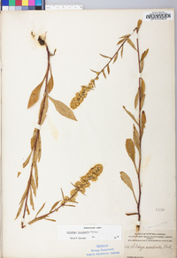 Solidago roanensis image