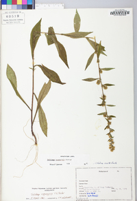 Solidago roanensis image