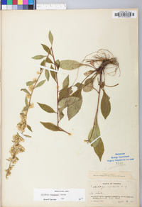 Solidago roanensis image