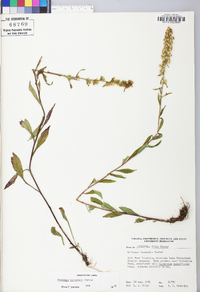 Solidago roanensis image