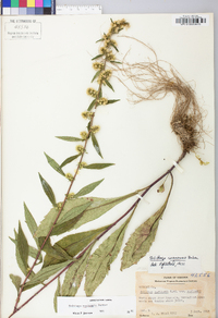 Solidago roanensis image