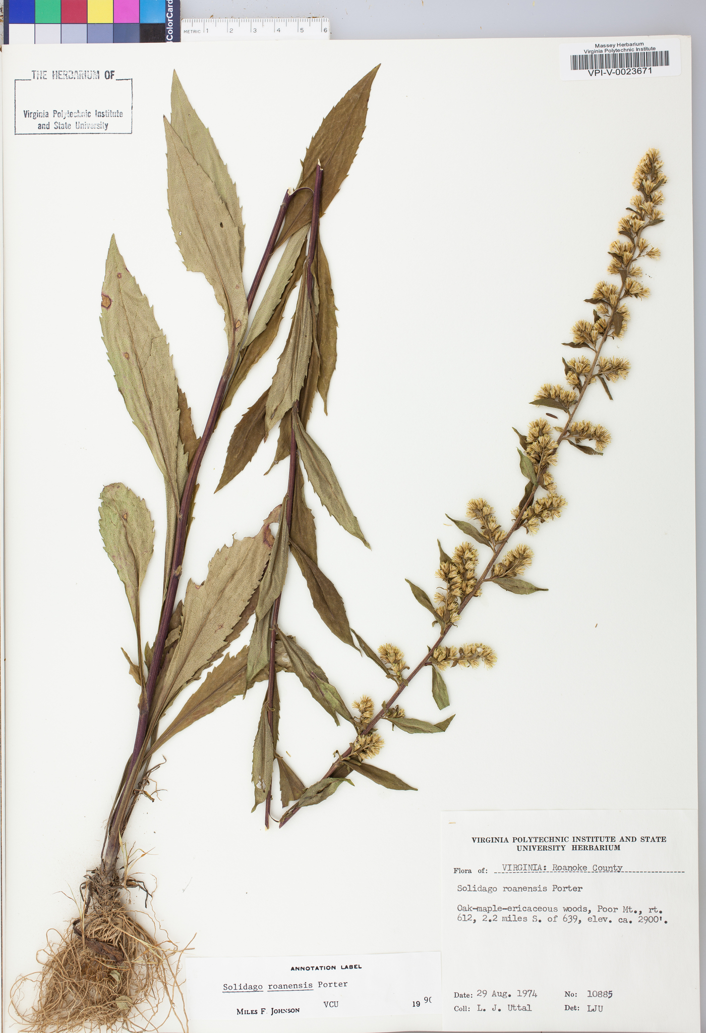 Solidago roanensis image