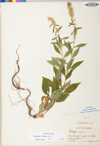 Solidago roanensis image