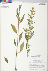 Solidago roanensis image