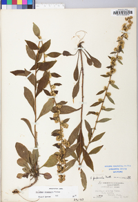 Solidago roanensis image